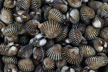 Fresh cockles  on a white background. Natural seafood.