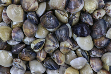 Closed up fresh baby clams, venus shell, shellfish, carpet clams, short necked clams, as raw food from the sea are the seafood ingredients. fresh clams isolated on white background.