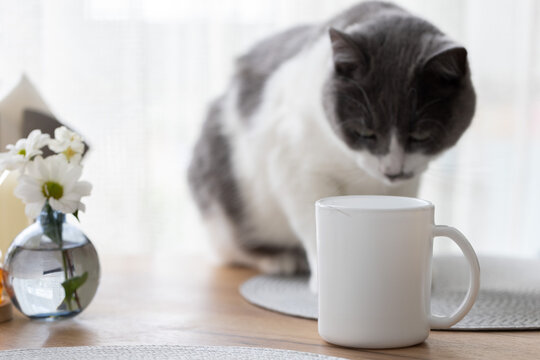 Cat sitting on the kitchen table and looking at the cup of tea with cats hair on the cup. Moulting cat.
