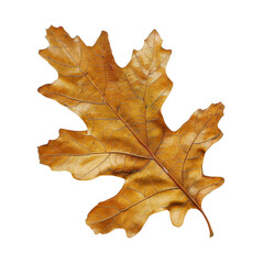 Fototapeta premium High-resolution image of a single brown autumn oak leaf. Perfect for seasonal designs and nature backgrounds.