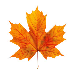 Fototapeta premium Vibrant orange maple leaf isolated on white background, symbolizing autumn, nature, and the changing seasons. Perfect for fall-themed designs.
