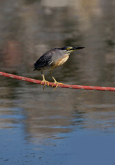 Angler bird perching on a rope on the pier