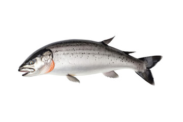 Close-up image of a fresh Atlantic salmon showcasing its smooth scales and vibrant color on a plain white background. transparent background.