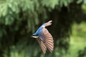Bluebirds in flight on summer day