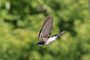 Tree Swallow parents feeding babies in nesting box