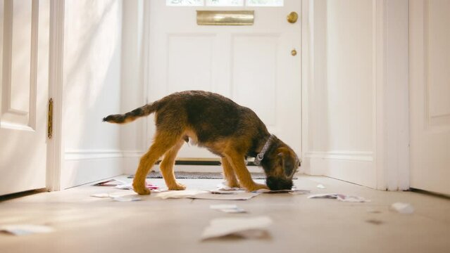 Badly behaved border terrier puppy ripping up letters in hallway of home - shot in slow motion