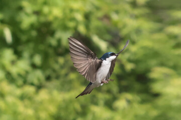 Tree Swallow parents feeding babies in nesting box