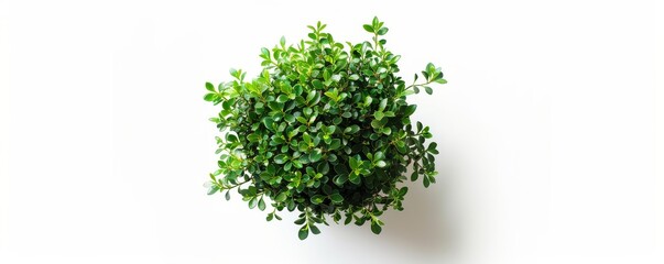 Obraz premium Succulent plant isolated on white background. Photographed with real camera on white color background. Sedum, stonecrop.