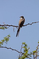 Long-tailed shearwater bird perching on a tree branch