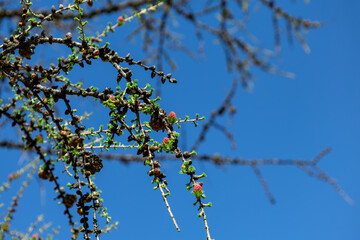 Green sprouts and flowers of larch against the blue sky