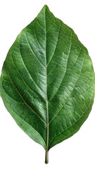 Obraz premium High-resolution image of a vibrant green leaf with intricate vein patterns, isolated on a white background, perfect for nature-related designs.