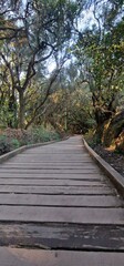 Fototapeta premium woods and trees and vegetaton in tenerife environment