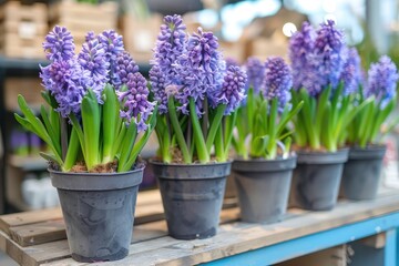 Many blue violet flowering hyacinths in pots are displayed on shelf in floristic store or at street market. Early spring, landscape gardening