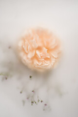 pink rose in soft blur filter on white background