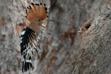 Birds are looking for food during the day