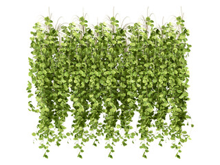 Obraz premium parsley isolated