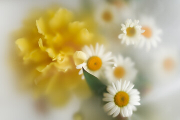 A bouquet of large fresh bright yellow peonies and daisies on a light background in a soft blur filter. © Olga