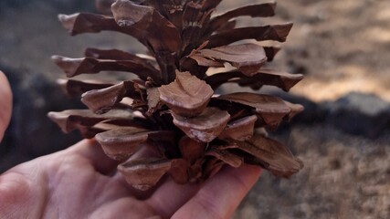  conifer cone or pinecone is a seed-bearing organ on gymnosperm plants. It is usually woody, ovoid to globular, here settings of volcanic scenery of Tenerife canary islands Spain