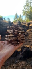  conifer cone or pinecone is a seed-bearing organ on gymnosperm plants. It is usually woody, ovoid to globular, here settings of volcanic scenery of Tenerife canary islands Spain