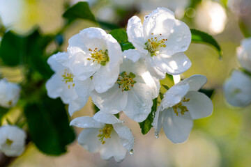  vibrant apple tree adorned with blossoms, exuding the essence of nature's renewal and beauty