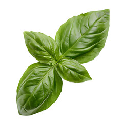 Fototapeta premium fresh green basil leaf isolated on transparent background. generative ai