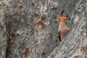 Birds are looking for food during the day