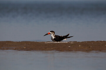 Bird with large multicolored beak perching on the shore of a lagoon