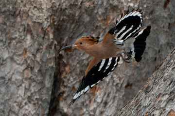 Birds are looking for food during the day