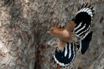 Birds are looking for food during the day
