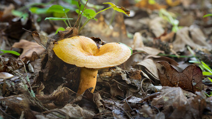 Closeup of mushrooms on the forest floor