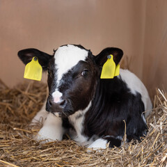 young black and white calf lies in straw © ahavelaar