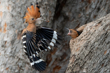 Birds are looking for food during the day