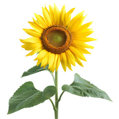 Obraz premium yellow sunflower isolated on transparent background. generative ai