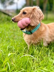 dachshund playing with its toy