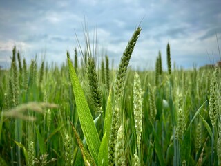 green wheat field © Sabrina