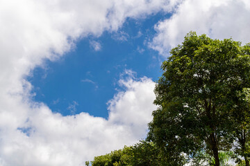 Tropical rural panorama. Trees. Blue sky with clouds. Space for advertising. Horizontal.