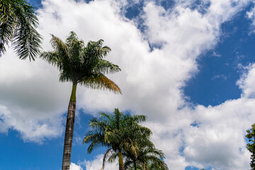 Tropical rural panorama. Trees. Blue sky with clouds. Space for advertising. Horizontal.