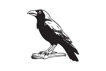 Black crow silhouette vector illustrator with white background