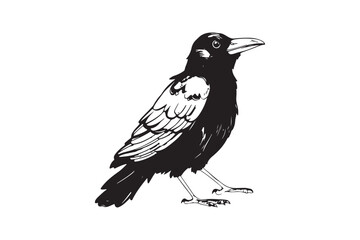 Black crow silhouette vector illustrator with white background