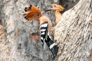 Birds are looking for food during the day