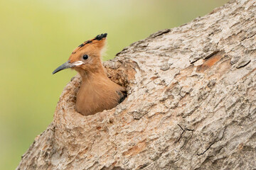 Birds are looking for food during the day
