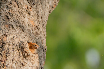Birds are looking for food during the day