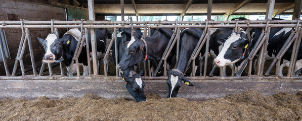 row of holstein cows inside barn on dutch farm in holland