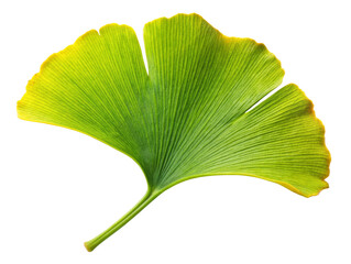 Green Ginkgo Biloba Leaf