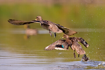 Pair of Barcinos Ducks flying over the waters of a gentle river.