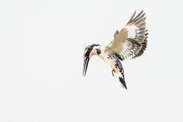 Birds are looking for food during the day
