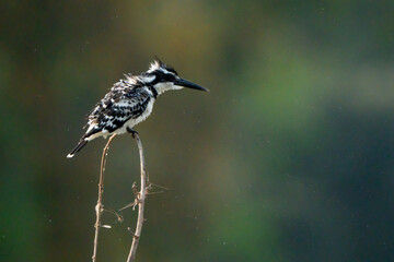 Obraz premium Birds are looking for food during the day