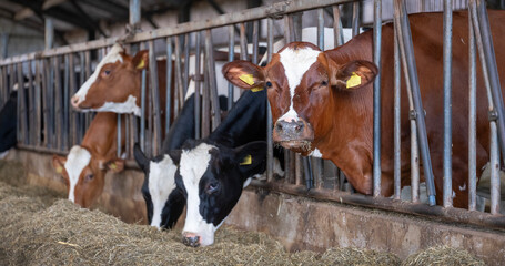 holstein cows inside barn on dutch farm in holland © ahavelaar