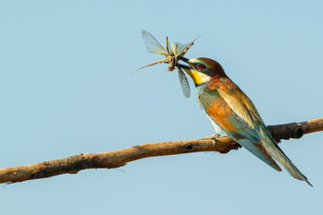 Abejaruco europeo