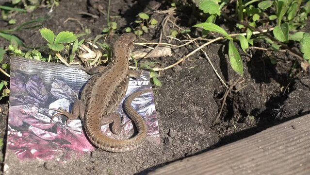 The lizard basks in the sun, but after a while, sensing danger, it hides in its burrow